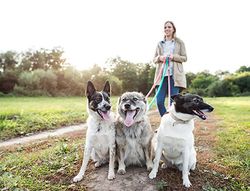 New pet ownership data can help practices grow