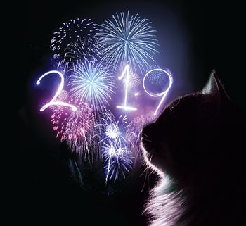 veterinary-cat-resolutions-450px.jpg