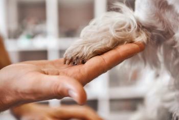 animal hospital