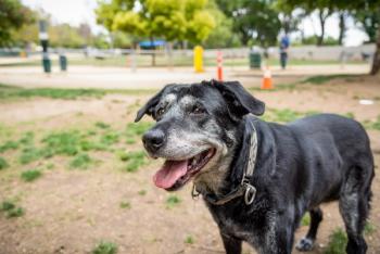 Senior dog
