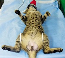 Idea Exchange DIY Tool Simplifies Cat Castrations idea-exchange-diy-tool-simplifies-cat-castrations