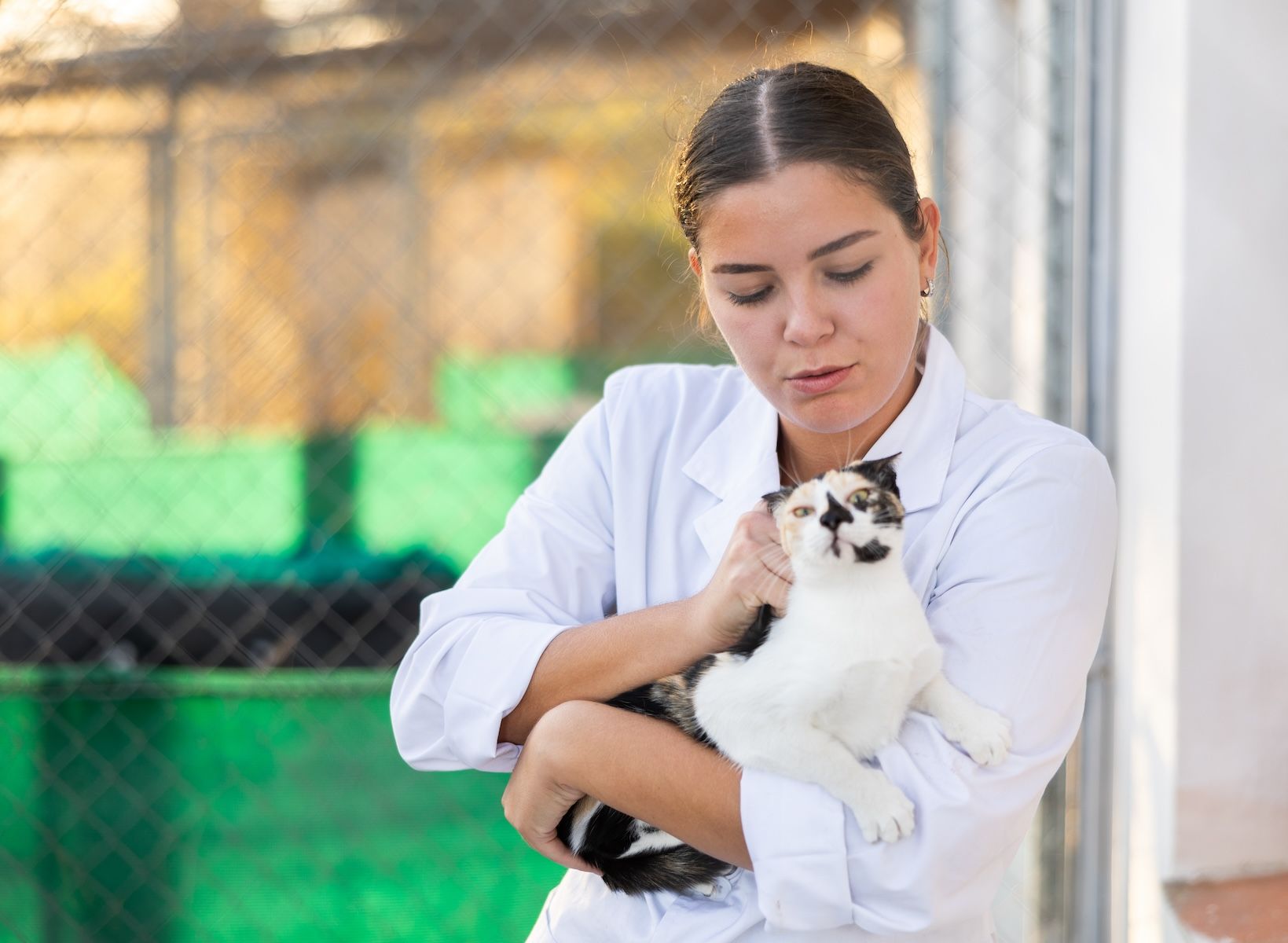 shelter vet
