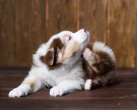 Itchy dog
