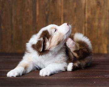 Itchy dog
