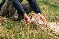 The gorilla who learned to hand over her baby, the king cobra examined without restraint, the tiger paid in goat milk: 2026 AVMA Convention keynote shows what earning animals' trust makes possible 