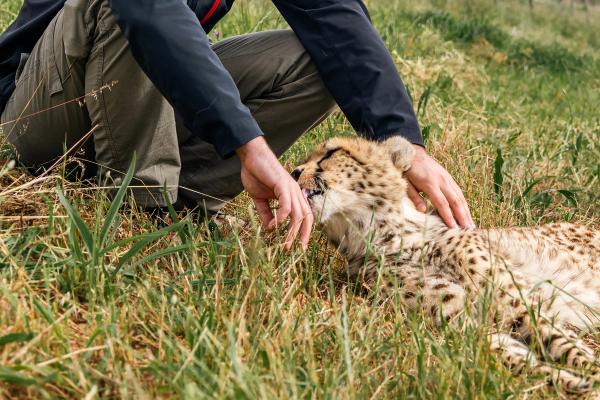 The gorilla who learned to hand over her baby, the king cobra examined without restraint, the tiger paid in goat milk: 2026 AVMA Convention keynote shows what earning animals' trust makes possible