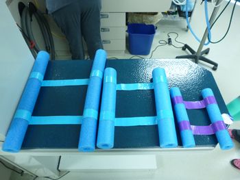 veterinary-pool1.jpg