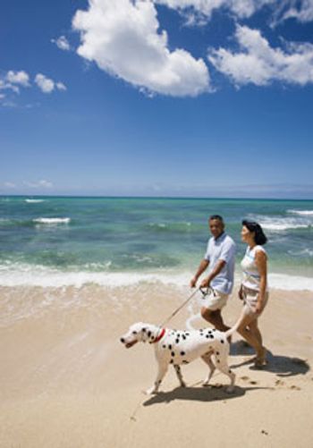 220veterinary_hawaii_dalmatian.jpg