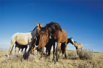 veterinary_equine_1_460-648202-1384340740461.jpg
