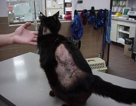 The Feline Facets Of Cushing S Disease The Feline Facets Of Cushing S Disease