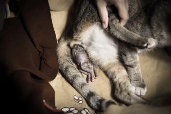 Cat giving birth