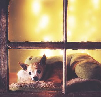 Veterinary-dog-old-window-look-AdobeStock_135971374_450.jpg