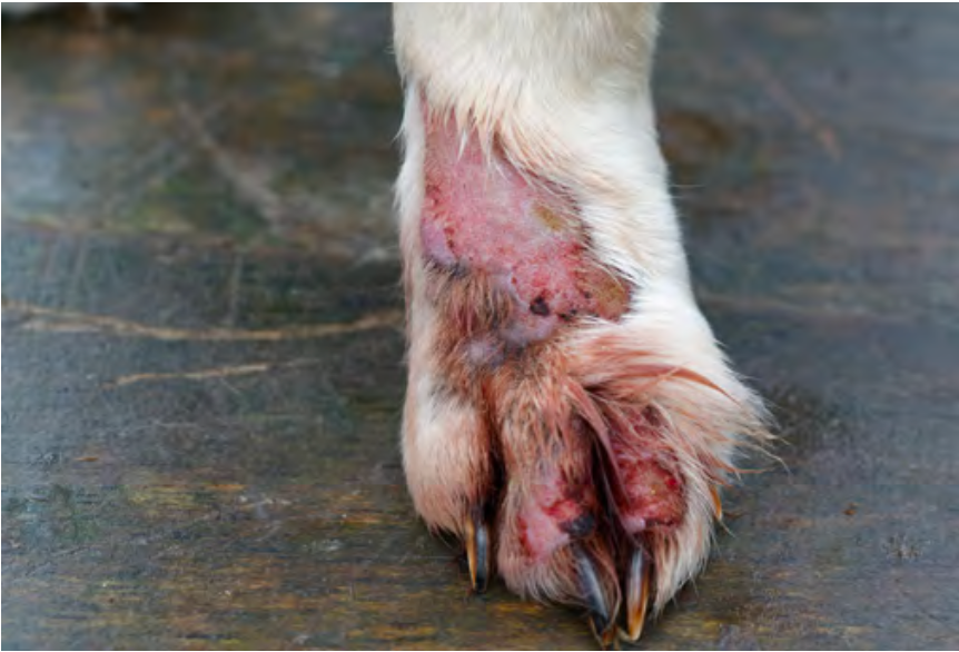 how to treat lick granulomas in dogs