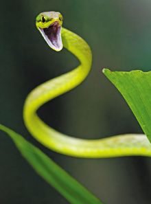 veterinary_snake_220.jpg