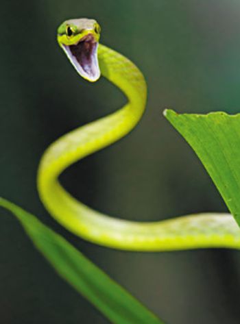 veterinary_snake_220.jpg