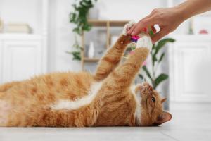 Deepening the human-feline bond