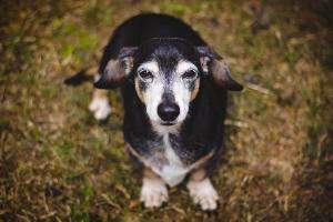 Honoring the Human–Animal Bond: National Pet Memorial Day