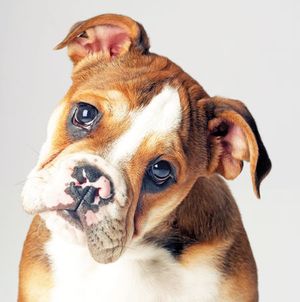 veterinary_english_bulldog_puppy_83987808-803270-1384153451555.jpg