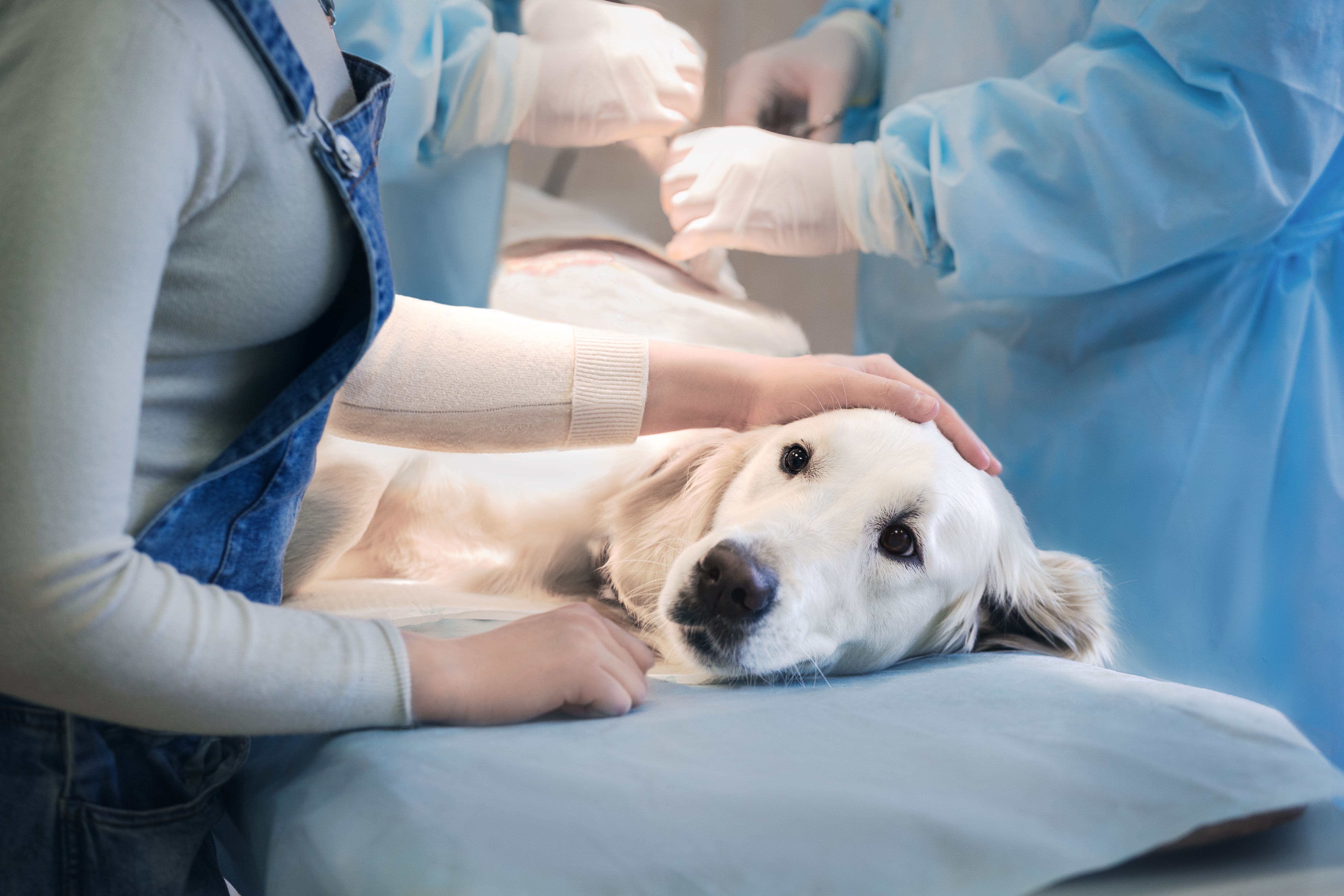Реабилитация собаки после операции. Ветеринария.
