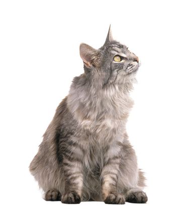 Veterinary-Old-gray-Cat.jpg