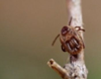 capc_tick_o_month_thumbnail-845882-1403602335697.jpg