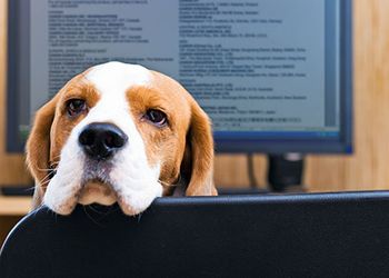 workdog450.jpg