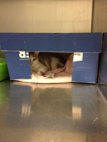 catbox220.jpg