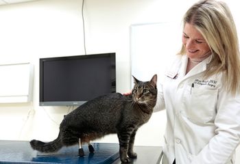 veterinary_ISU_prosthetic_legs_450.jpg