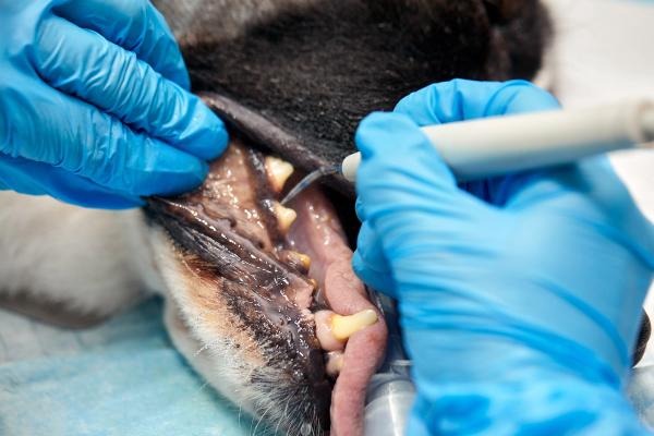 Veterinary Dentistry