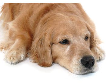 veterinary-sad-retreiver-main.jpg