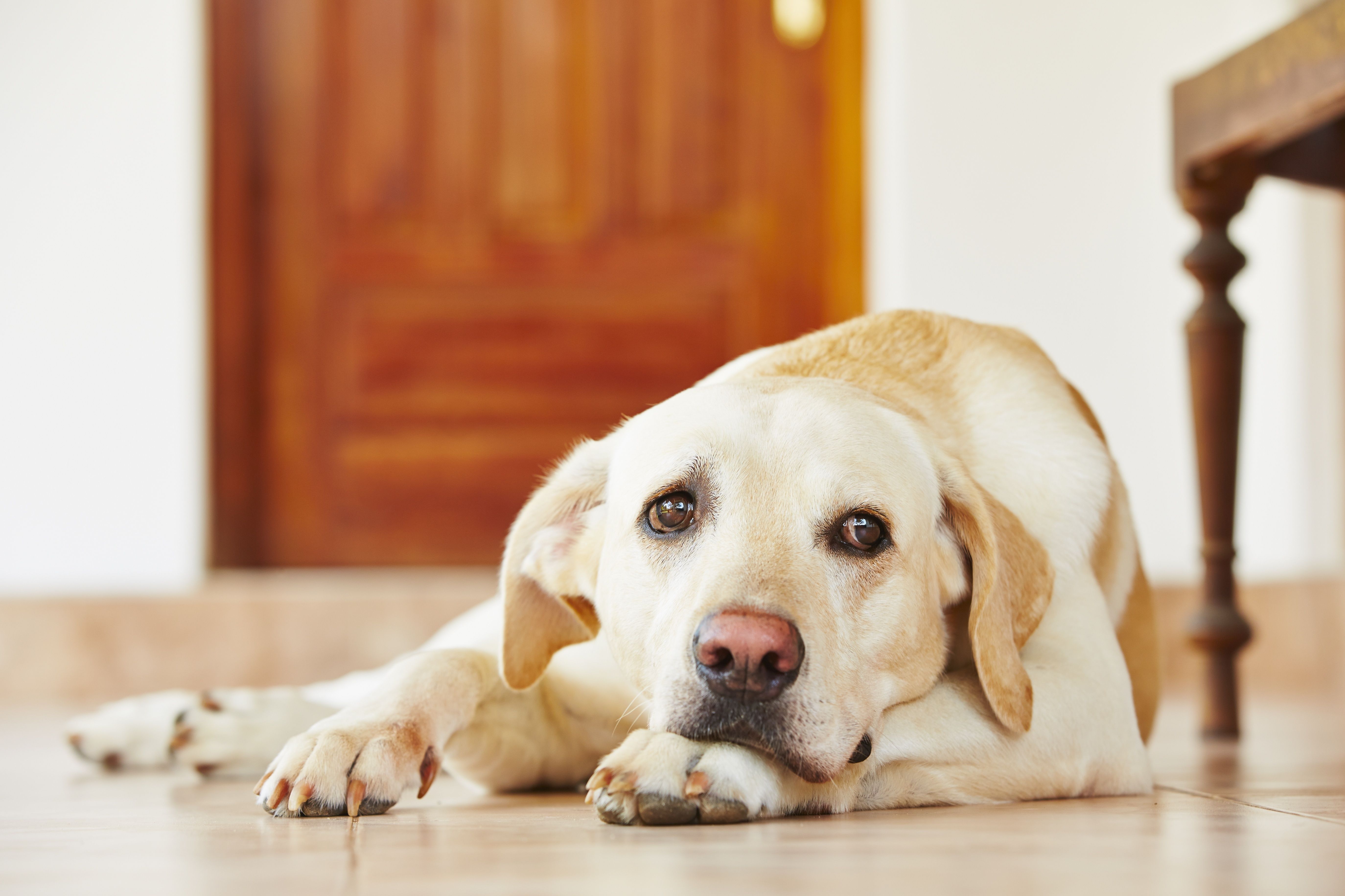 how to treat idiopathic epilepsy in dogs