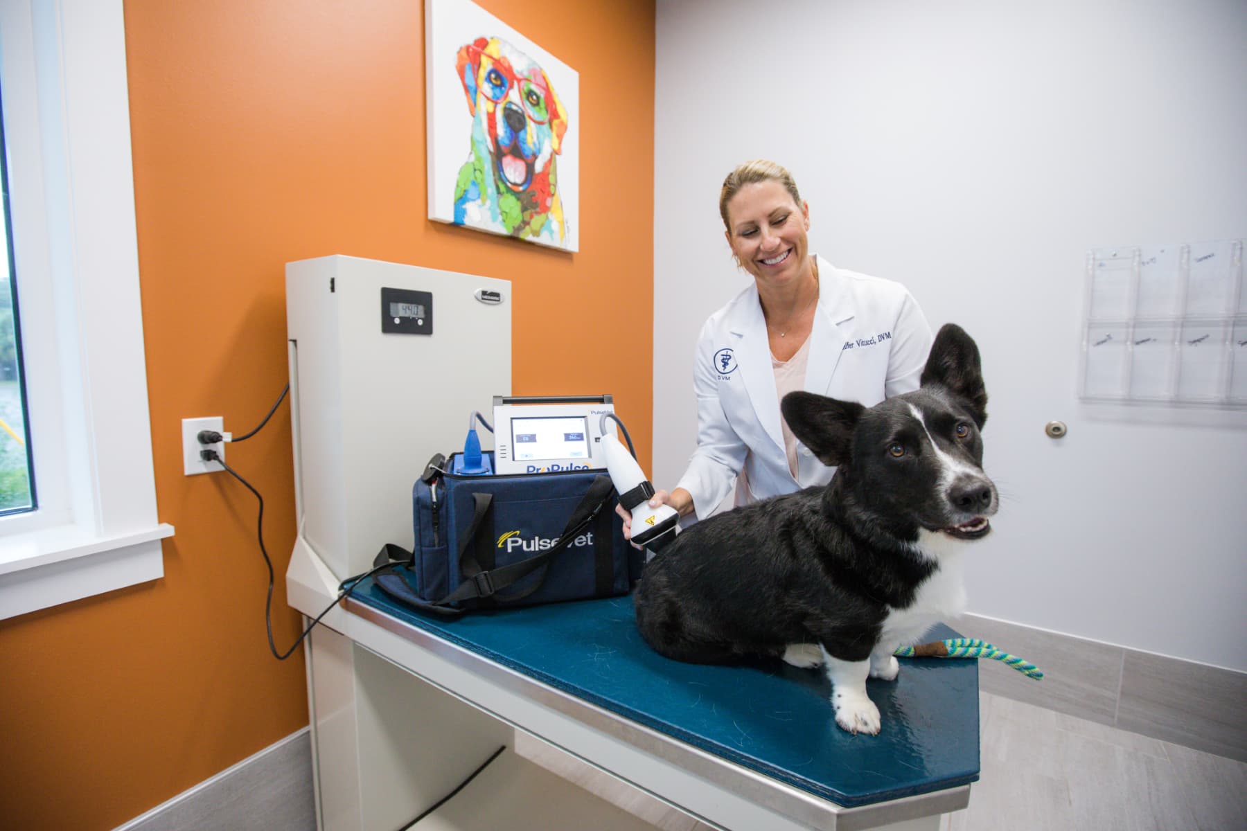 Better Research Needed into Shockwave Therapy Use in Animals – Review 