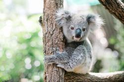 Koalas now listed as endangered species on Australian east coast
