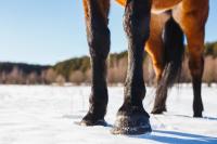 Horse feet