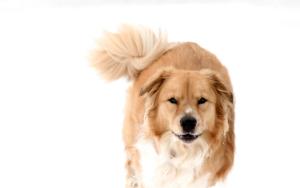 Tail wagging dog