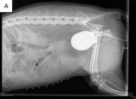 Positive-contrast cystography in a dog with a hard-to-detect bladder ...