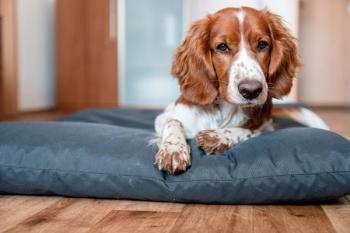 Photo: Eliška/Adobe Stock