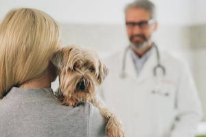 Parasites in pets: Understanding prevalence and perception 