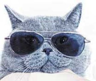 CC the Clinic Cat
