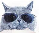 CC the Clinic Cat