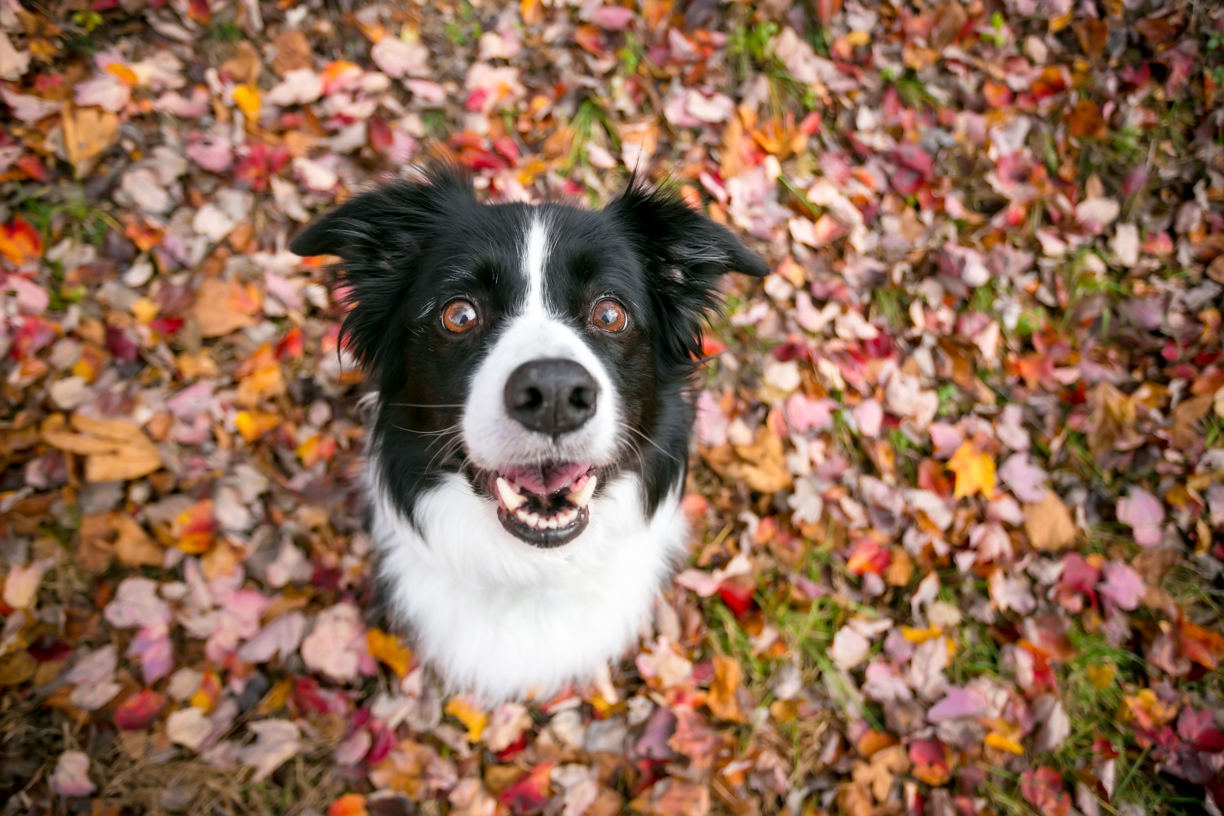 News Wrap Up This Week S Headlines Plus New Episode Of Dvm360 Live