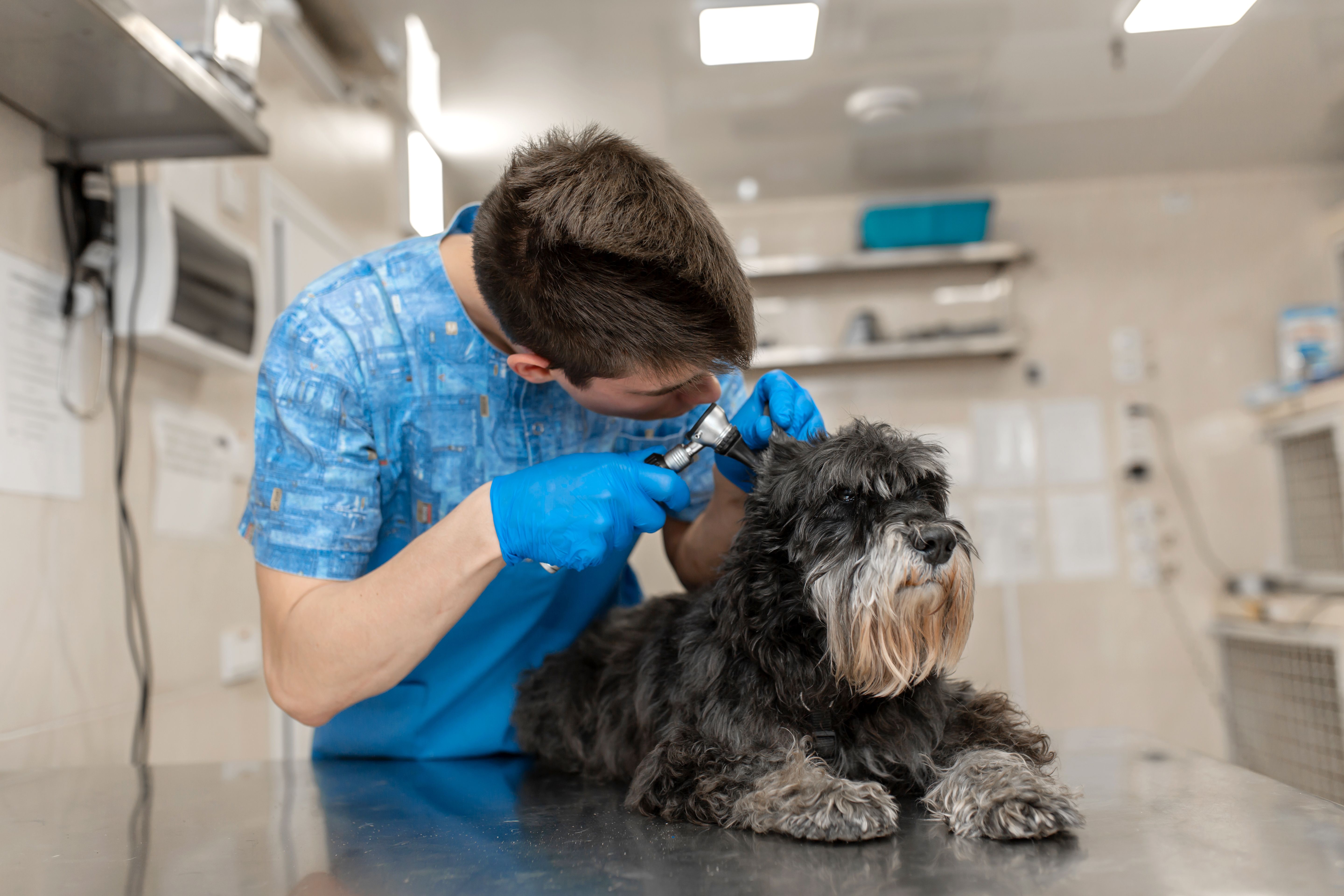 what medical conditions can cause aggression in dogs