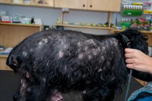 Expert Q&A: What veterinarians revealed about treating canine atopic dermatitis