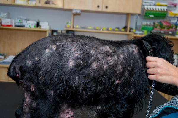 Expert Q&A: What veterinarians revealed about treating canine atopic dermatitis
