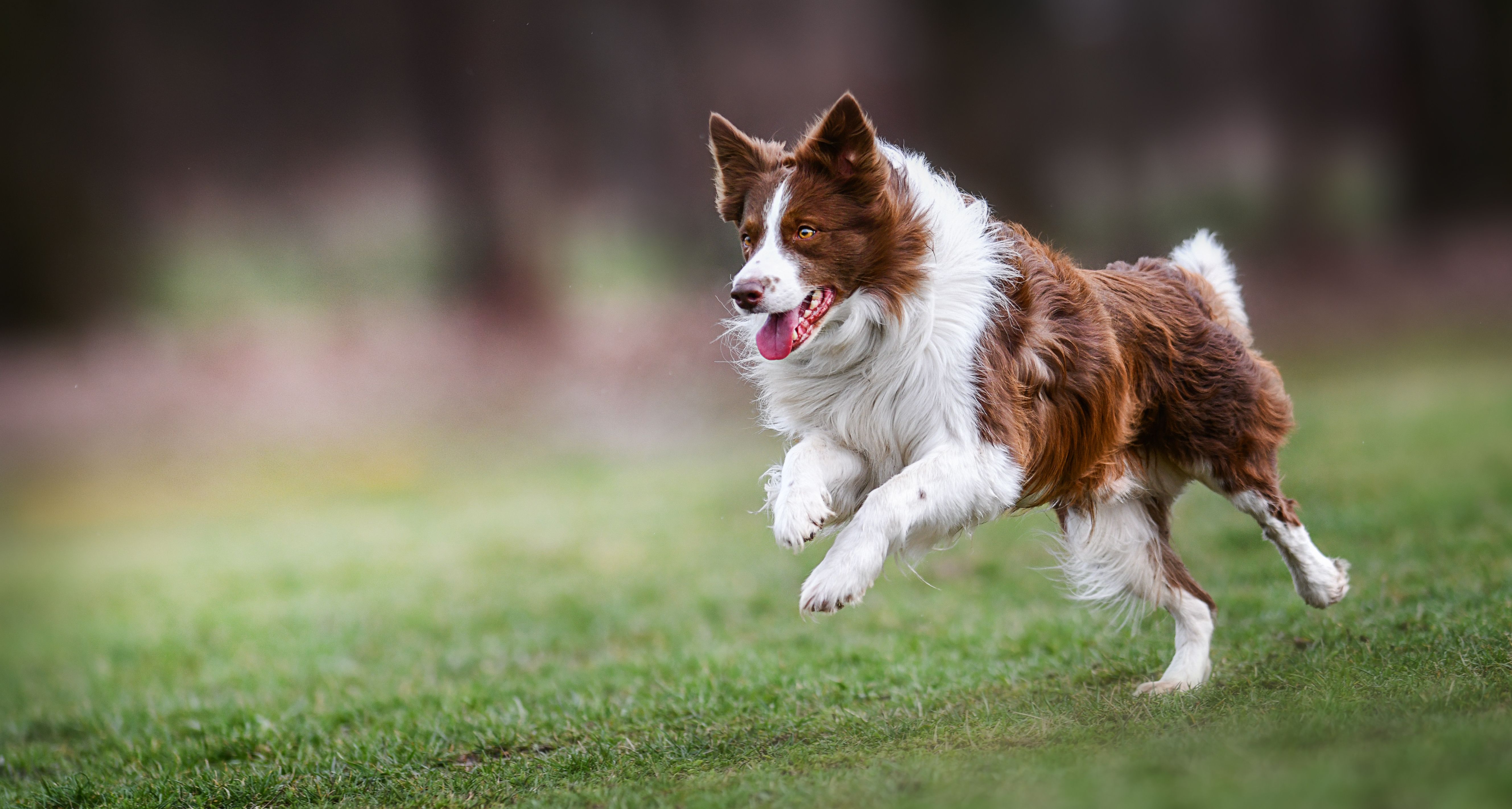 New supplement addresses health issues associated with dog obesity
