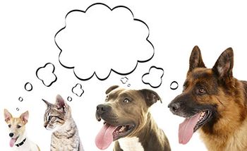 veterinary-dogs-cat-thought-bubble-AdobeStock_95769177-450.jpg