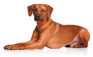 A team approach to behavior medicine