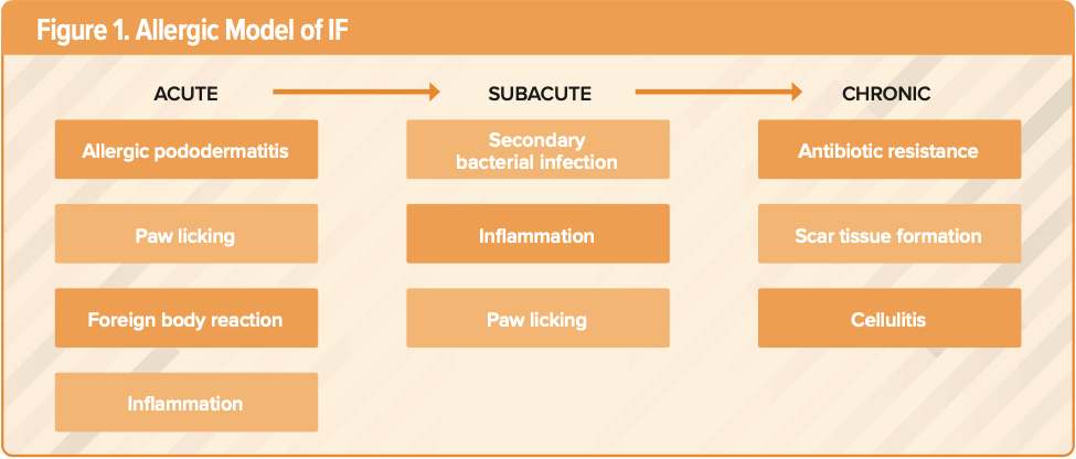 Interdigital furunculosis: medical and surgical options