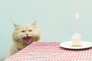 veterinary-angry-looking-cat-450px-111340651.jpg