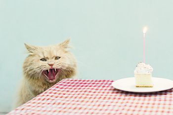 veterinary-angry-looking-cat-450px-111340651.jpg